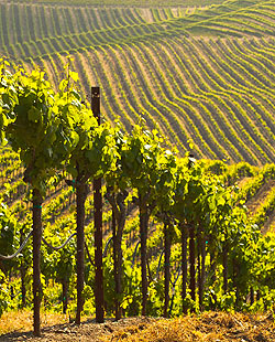 Garnet vineyards covering a hillside