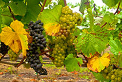 Red and green grapes on an autumn wine grape vine