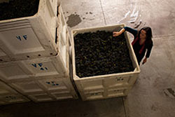 Overhead view of winemaker Alison Crowe looking at a wine grape harvest bin